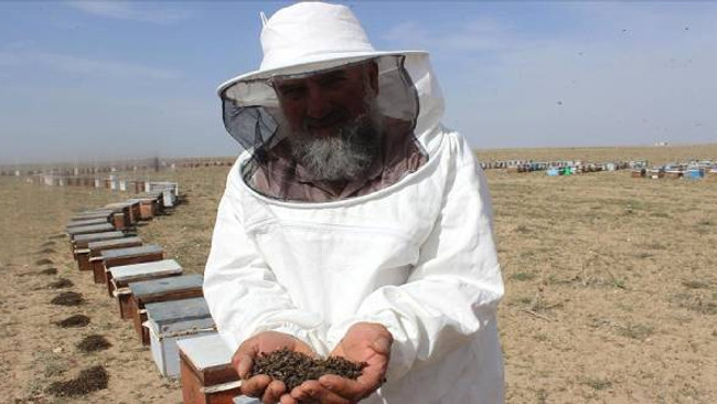 İnanılmaz hata: Binlerce arı telef oldu