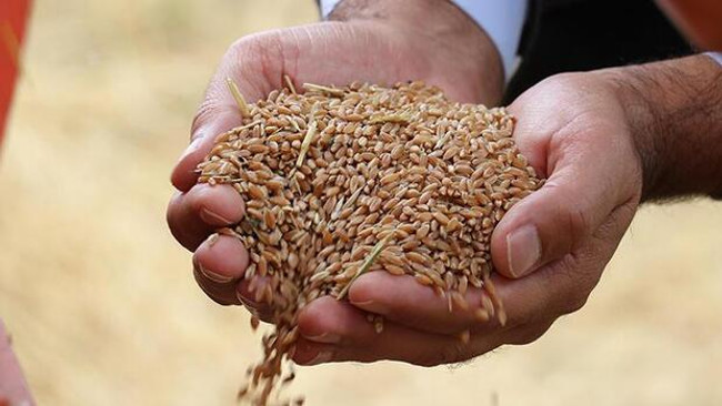 Taliban'dan maaş krizine 'buğdaylı' çözüm