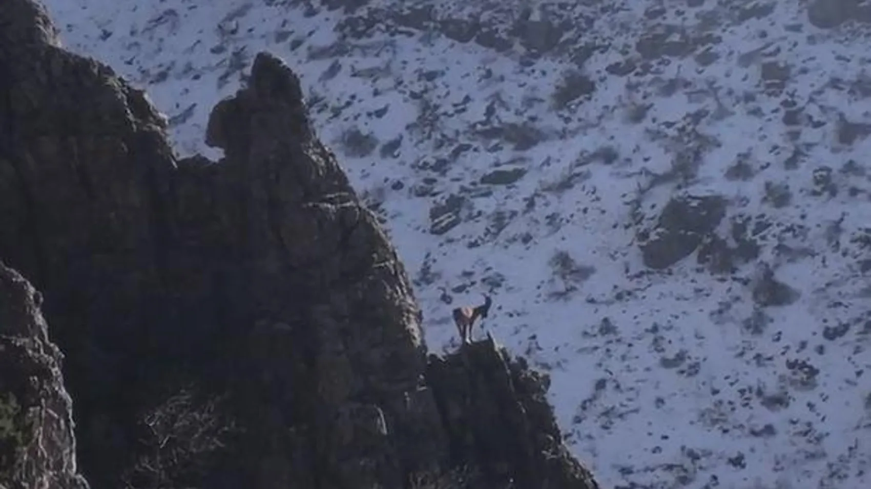 Cudi Dağı'nda avcılığın önüne geçildi, dağ keçilerinin sayıları arttı