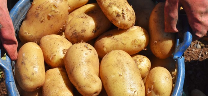 Turfanda patates, üreticinin yüzünü güldürdü